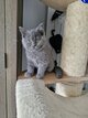 Superbes chatons Britishs 100% Britishs