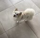 Chihuahua x spitz a donné