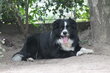 Mâle 8ans avec Pedigree Saint-Hubert à placer