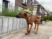 Femelle Rhodesian à donner