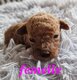 Magnifique petits caniche nain
