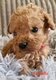 Magnifique petits caniche nain