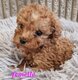 Magnifique petits caniche nain