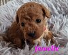 Magnifique petits caniche nain