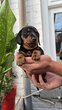A réserver- chiots Teckel noir et feu