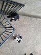 Mâles Chiots Dogue Allemand