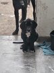 Mâles Chiots Dogue Allemand