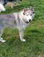 Chiot Husky Sibérien à vendre Elevage familial
