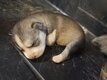 Chiot Husky Sibérien à vendre Elevage familial