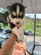 Chiot Husky Sibérien à vendre Elevage familial