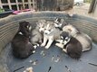 Chiot Husky Sibérien à vendre Elevage familial
