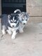 Chiot Husky Sibérien à vendre Elevage familial