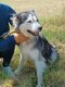 Husky à donner contre bons soins
