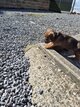 Adorables chiots Teckels à poil ras élevés en...