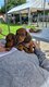 Adorables chiots Teckels à poil ras élevés en...
