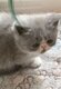 4 superbes chatons persans et exo schorthair à...