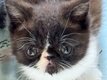 4 superbes chatons persans et exo schorthair à...