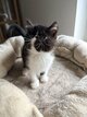 Chatons  Persans à réserver