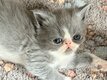 Magnifiques chatons persans et exotics shorthairs