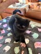 1 petit cœurs exotic shorthair  disponible ...