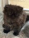 Magnifiques chatons persans et exotics shorthairs