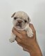 Chiots carlins exotiques