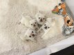 Chiots carlins exotiques