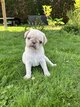 Chiots carlins exotiques