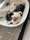 Chiots carlins exotiques