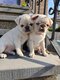 Chiots carlins exotiques