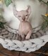Sphynx elf mâle
