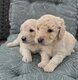 ❤️ Magnifiques chiots labradoodle ❤️
