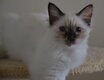 Femelle seal tortie