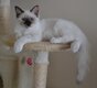 Femelle seal tortie