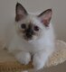 Femelle seal tortie