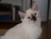 Femelle seal tortie