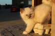 2 chatons bleus cherchent leur famille pour la vie
