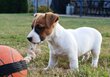 Chiots Jack-Russell