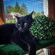Chatte noire 7 ans à donner