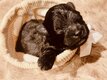Chiots Pomapoo  (mariage entre Spitz nain et...