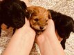 Chiots Pomapoo  (mariage entre Spitz nain et...