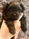 Chiots Pomapoo  (mariage entre Spitz nain et...