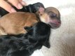 Chiots Pomapoo  (mariage entre Spitz nain et...