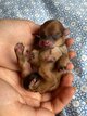 Chiots Pomapoo  (mariage entre Spitz nain et...