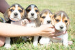 Beagle à vendre