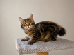 Magnifiques chatons Kurilians Bobtails, race rare...