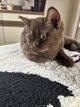 Chaton British chocolat