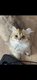 Chatons British Longhair
