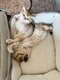 Chatons British Shorthair