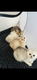 Chatons British Shorthair